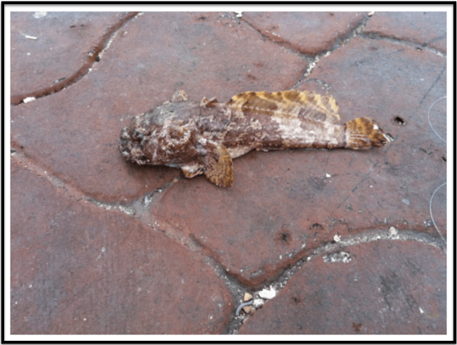 My very first, A Toad Fish.