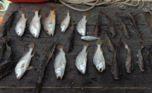 A few of our total catch. 