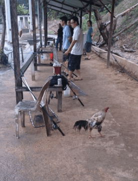 The roaming chickens