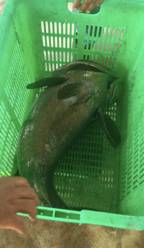 A whopping 16.8 KG's! Picture courtesy of SHG Fishing Pond's FB