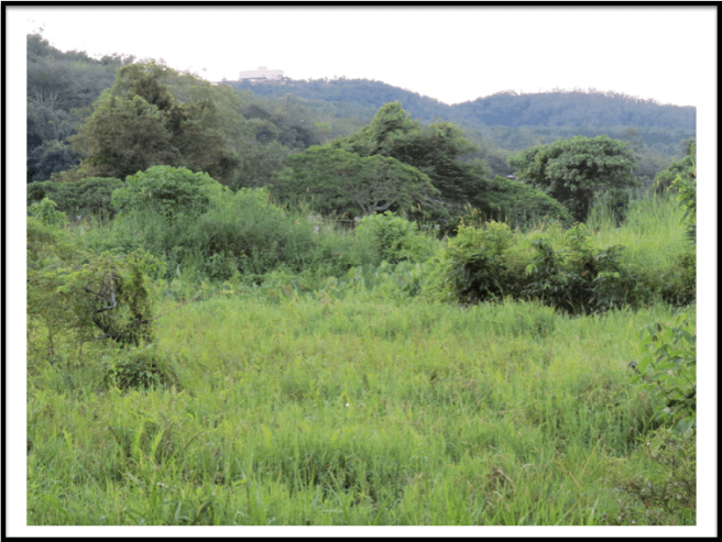Different shades of green. Nature at it's best.