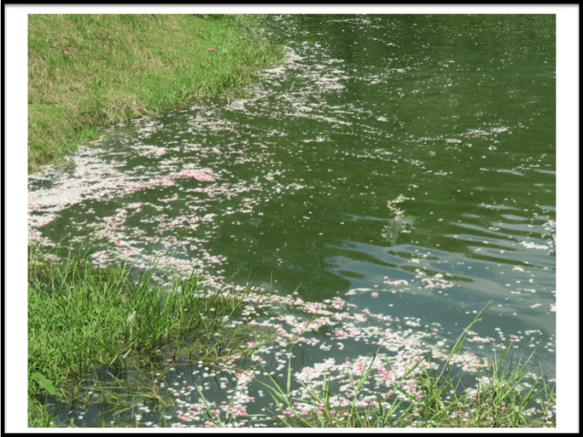 What is left of the fishing competition for the day.