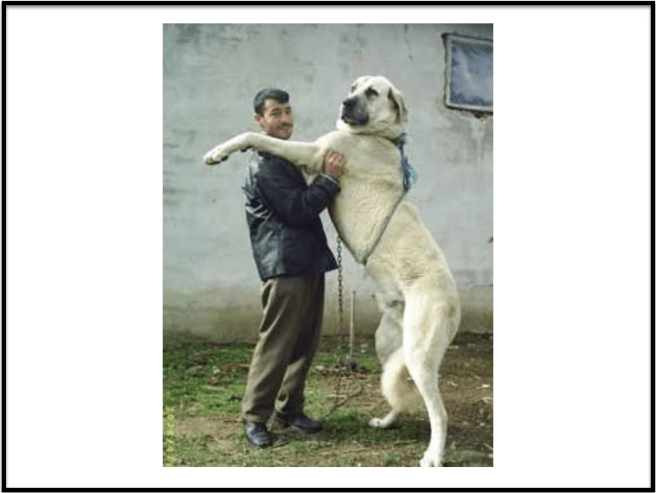 Imagine being dragged around by this Anatolian Shephered! 