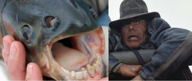 Very shocking indeed. For both Indiana & The Pacu!