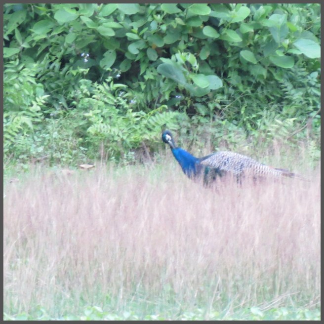 Wild Peacock