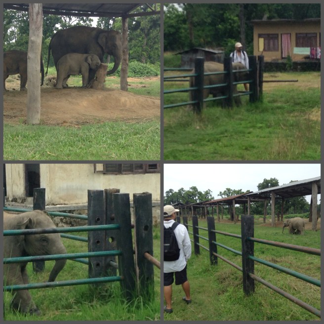 Naweshad bonding with the adorable baby Elephant, spotted getting into trouble as well.