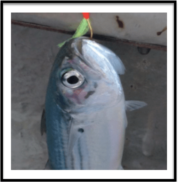My first fish in PD, an Indian Mackerel on Sabiki