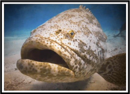 Our goliath expectations is quite shocking