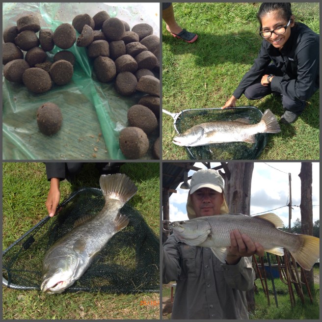 Pellets for the morning. The barra with a deformed jaw and Andrew's little fighting Barra!