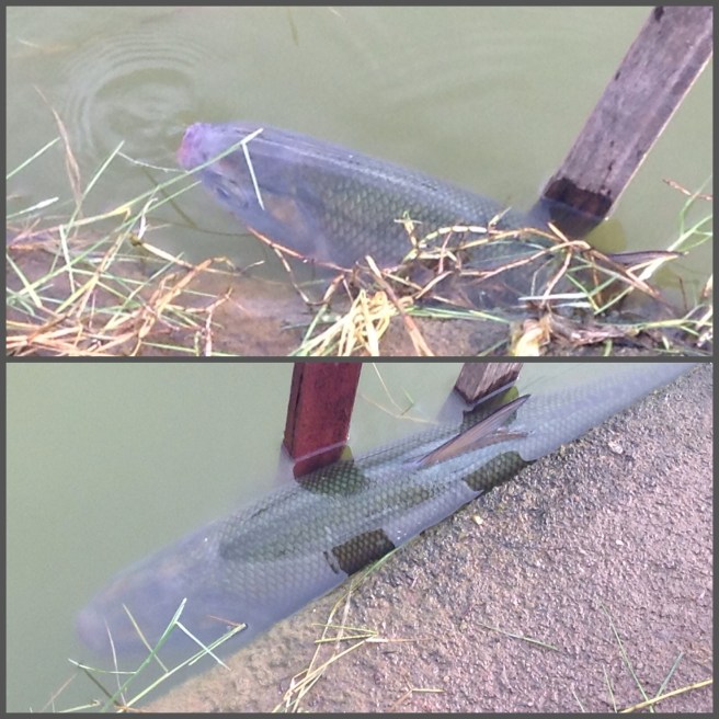 The recovering Milkfish, closely monitored by the staff of TFV
