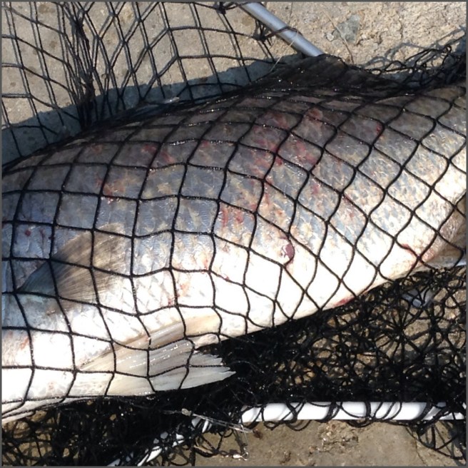 Injuries on the Barramundi