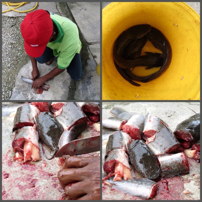 The bait used to catch the Amazon Red Tail prepared by staff at the pond. 