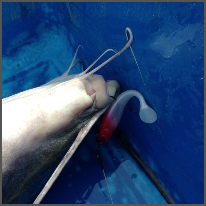 Hooked beautifully on the side. 