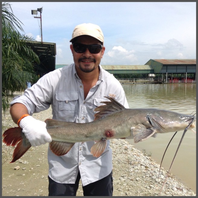 Naweshad's Asian Red Tail catfish, quoting Wiki, "This species is sometimes claimed to be the most aggressive freshwater fish in the world and should be left the Hell alone"