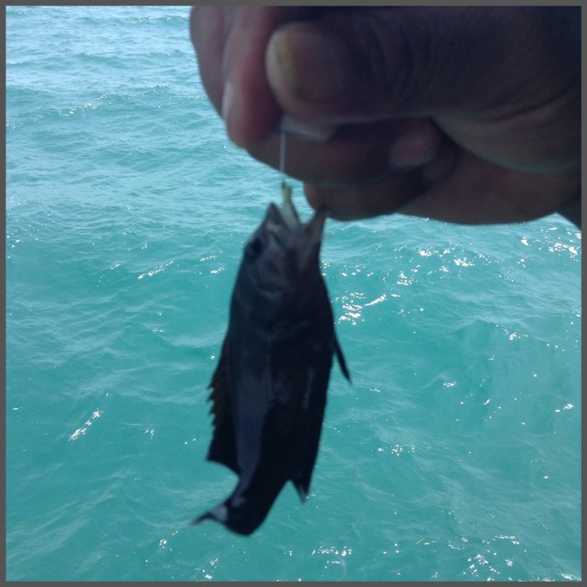 The only, caught and released.