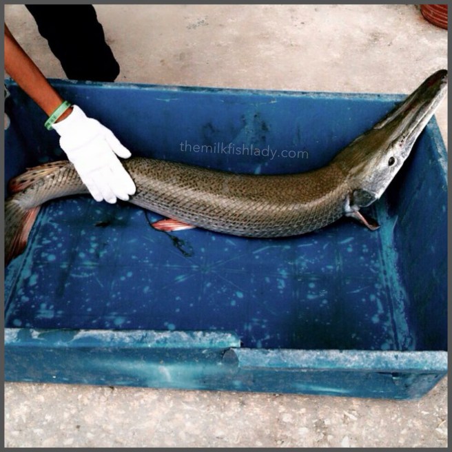 25 lbs of fierce adrenaline, my first Alligator Gar
