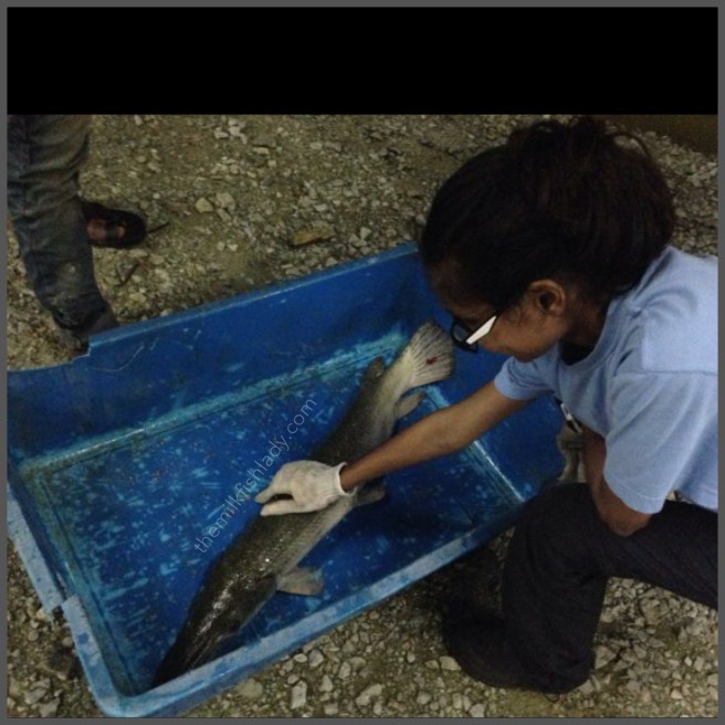 Some love before releasing it back.