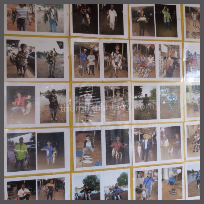 The many successes of the pond