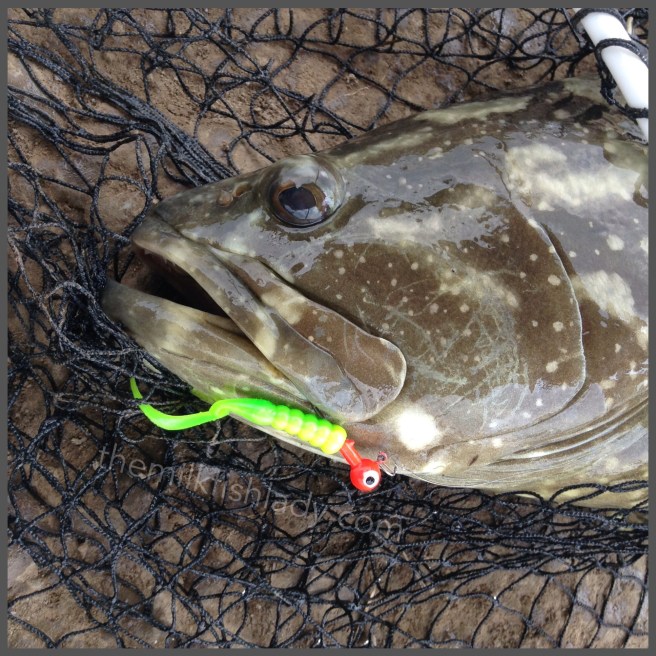 Tessy's beautiful Grouper