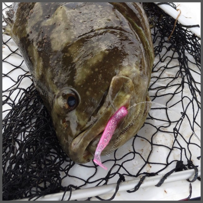 Finally, my first in the C&R Pond. Thanks to Tessy's spot!