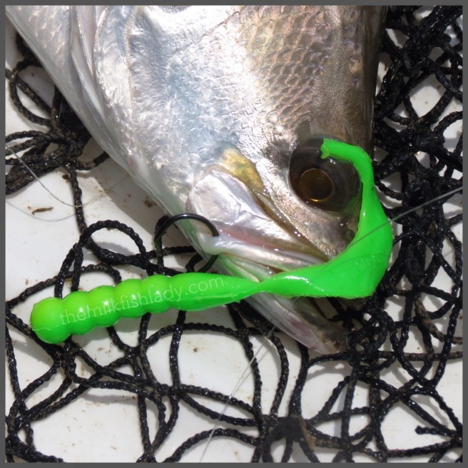 A beautiful Berkley soft plastic, tough to resist the green.