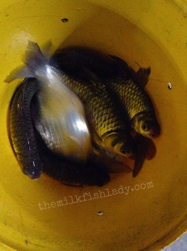 Processed with MOLDIV