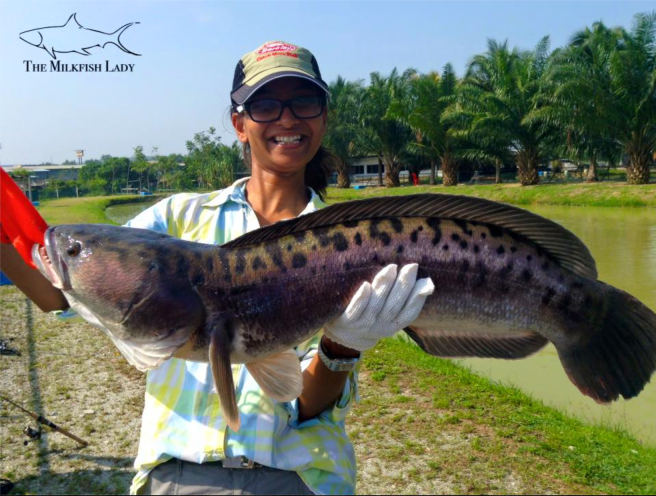 Screen Shot 2016-03-18 at 2.45.13 pm