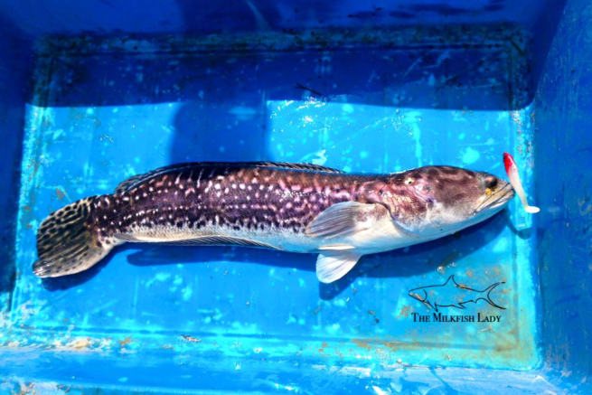 Screen Shot 2016-03-18 at 2.45.31 pm