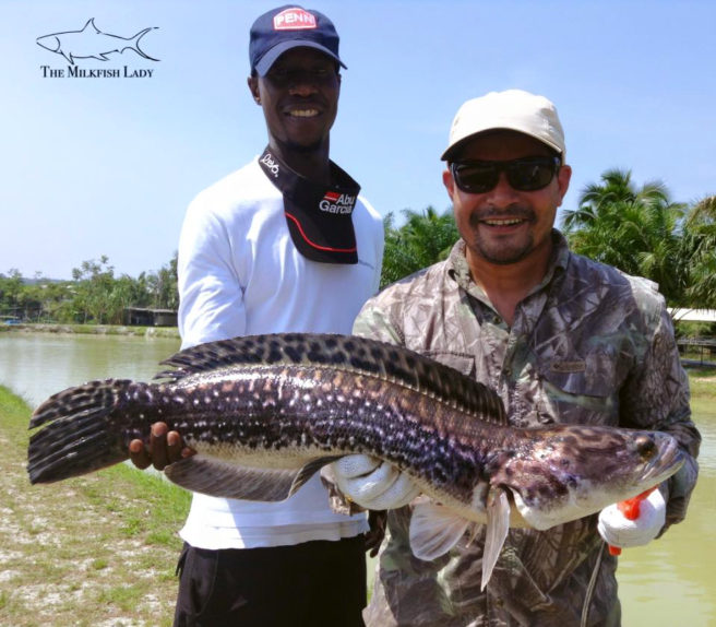 Screen Shot 2016-03-18 at 2.46.12 pm