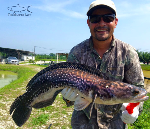 Screen Shot 2016-06-13 at 10.09.23 pm